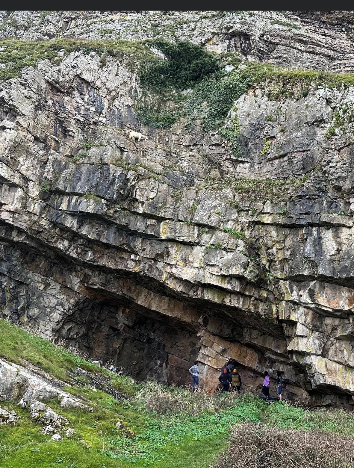 Numerous walkers on Llandudno’s Great Orme have reporteda stranded goat to Conwy County Council and the RSPCA, fearing the animal is stuck on the ledge near Elephant’s Cave..