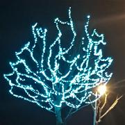 Tree of Lights 2020