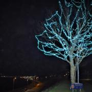 Tree of lights