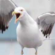 Plan to reduce seagull numbers abandoned.
