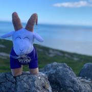 Mostyn the toy goat. Photo: Tour of Britain