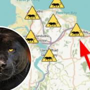 Big cat sighting in Colwyn Heights. Image: Puma Watch North Wales