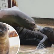 So cute! Meet Cali the first sea lion pup born at zoo in 18 years