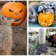 Animals at the Welsh Mountain Zoo prepare for Halloween festivities.