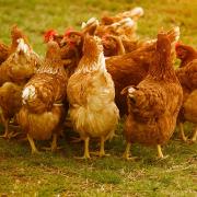 Generic picture of chickens
