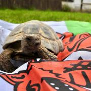 Tortoise at the Welsh Mountain Zoo with the Wales flag.