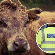 Two cows have gone missing. Inset: Library image of police uniform.
