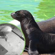 Sea Lion pup Monty! And inset - amazing footage of Monty's mum giving birth was captured