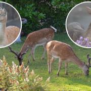 The deer making themselves at home in Craig Hughes' garden.