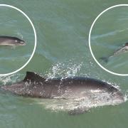 Harbour porpoises near the Great Orme.