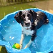 Make sure your furry friends are looked after in this heat!
