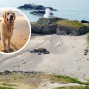 Dog-restricted areas on beaches across North Wales including in Conwy and Anglesey have been lifted this month.