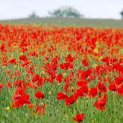 Remembrance Sunday is this week.