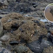 Honeycomb reef worm habitat in Penrhyn Bay.