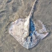 The stingray found on Llanfairfechan Beach
