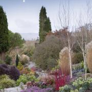 The Winter Garden at Bodnant Garden at dawn, Conwy