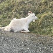 The goat found injured on Marine Drive