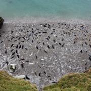 Seals at Pigeons' cave on the Great Orme.