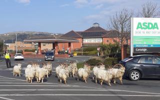 A herd of goats outside of the ASDA supermarket in Llandudno. Image: SWNS