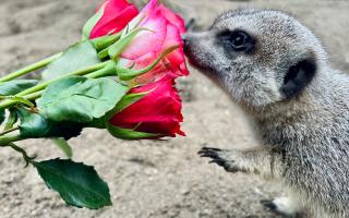 Meerkats enjoyed some scent enrichment with roses.