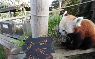 And we all go Boo! To the Red Panda