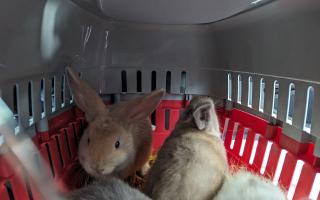 Rabbits being cared for by the RSPCA.