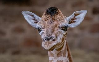 The birth of a rare Rothschild’s giraffe has been captured by CCTV cameras at Chester Zoo.