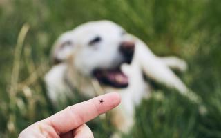 I'm a vet and this is how to protect your pets from tick bites this spring