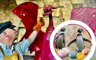 Dewi the dragon at Gwrych Castle and Easter Penguin fun at the zoo!