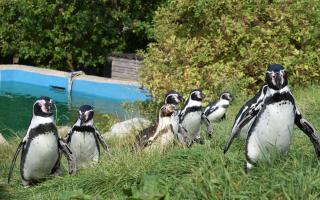 Penguin Parade at the Welsh Mountain Zoo